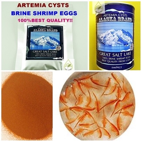 Best brine shrimp egg - best, artemia