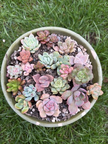 Different succulents bundle - succulents,