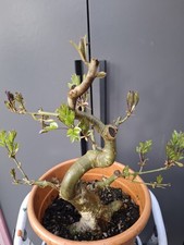 very chunky yamadori fraxinus