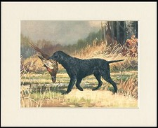 CURLY COATED RETRIEVER DOG AT