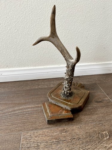 Decorative deer antler - deer, mounted