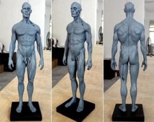 30cm height human anatomical - human,