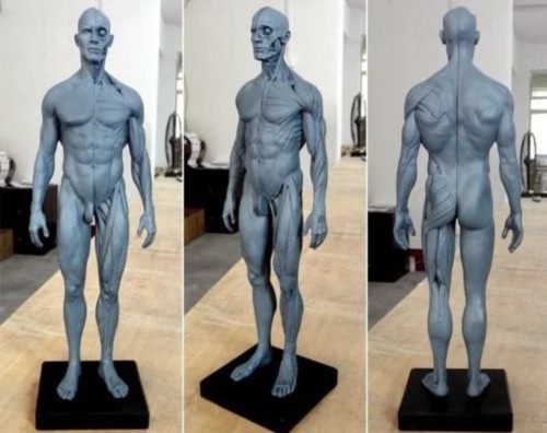 30cm height human anatomical - height,