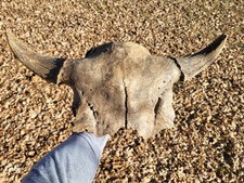 Bison Skull cap real historic