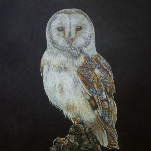 Barn owl original - owl,