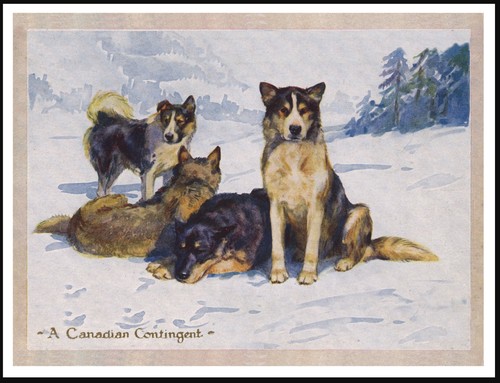 Siberian husky sledge - siberian, dogs