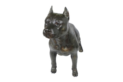 Staffordshire bull terrier - bull,