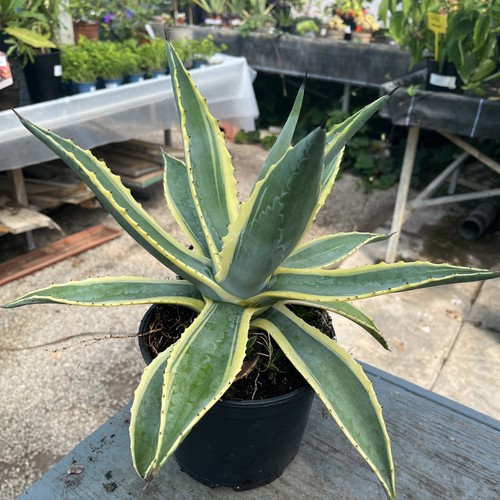 Agave americana variegata - americana,