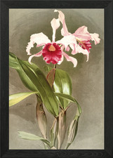 Cattleya Hybrida Arnoldia