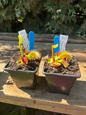 Venus Fly Trap Bimbo