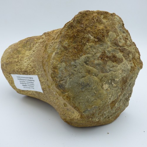Jurassic fossil plesiosaur - jurassic,