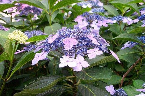 Hydrangea shrub bluebird - hydrangea,