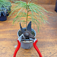 3 x Eastern White Pine Pinus Strobus Bonsai starter trees 9cm Pots 1 year