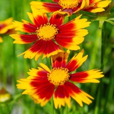 Coreopsis UpTick Red - Compact