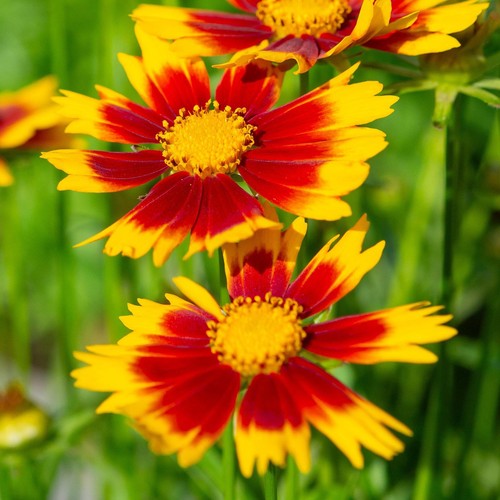 Coreopsis uptick red - red,