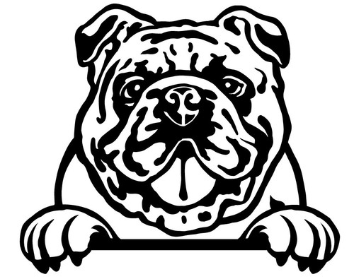English bulldog dog car - bulldog,