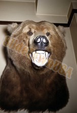 Vtg 1954 35mm Slide Brown Bear