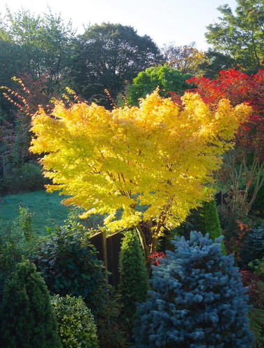 Acer palmatum sango kaku - acer,