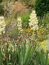 Yukka filamentosa or Needle Palm (Tuber) Free UK Post