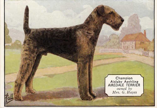 Ardath champion dogs - 'champion, dogs'