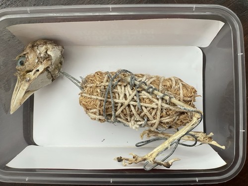 Small bird skeleton - small,