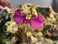 African Violet - Saintpaulia