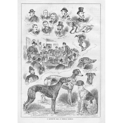 Greyhound sale rymills - sale, at