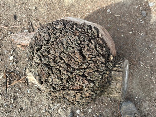 Elm burl burr - elm, burr,