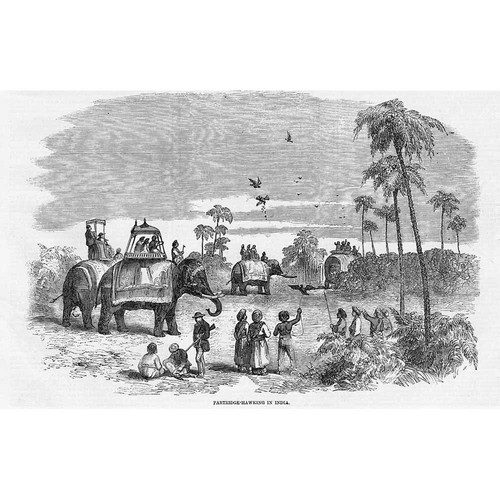 India partridge hawking - partridge,