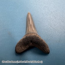 Isurus hastalis mako shark