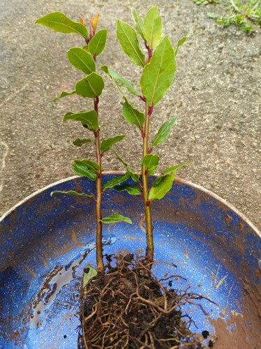 Organic bay leaf tree - organic,
