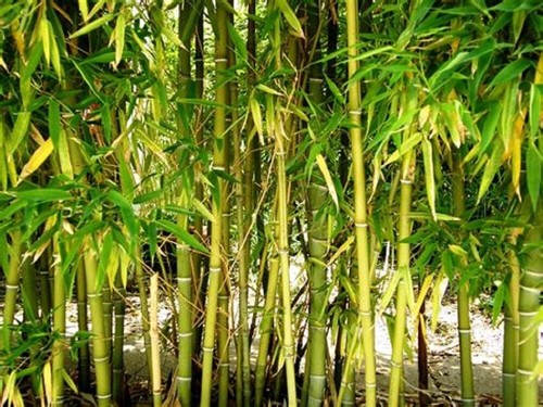100 light yellow giant bamboo - 100,