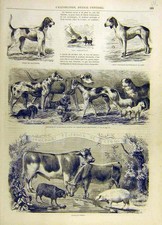 Old antique print dogs sport - old,