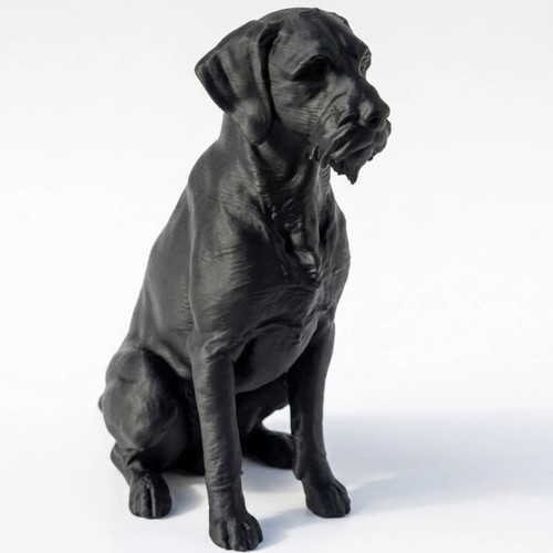 German wirehaired pointer dog - pointer,