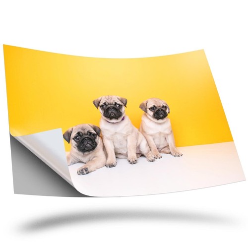 Vinyl sticker trio of - vinyl,