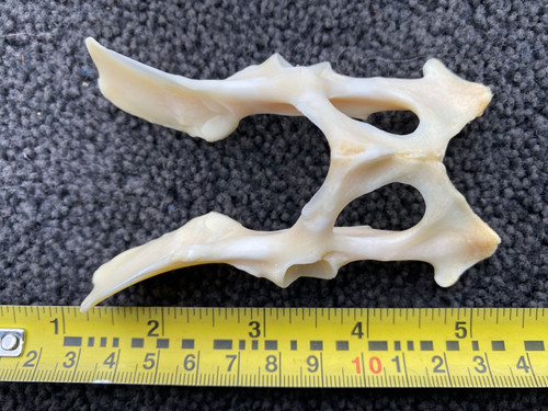 Real brown hare pelvis - brown, pelvis,