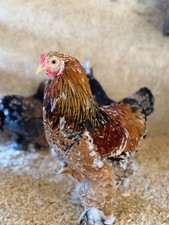 12++ Porcelain Brahma Hatching