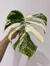 Variegated Monstera Albo