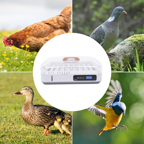 New white eggs incubator - 35,