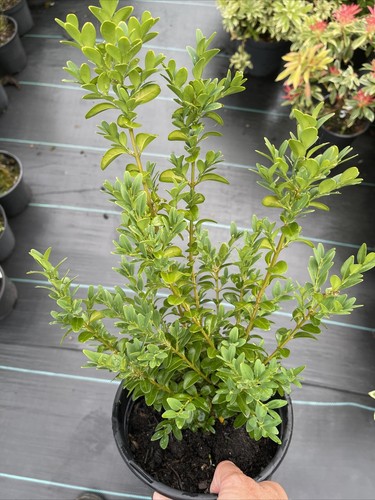 Buxus semprevirens box hedging - semprevirens,