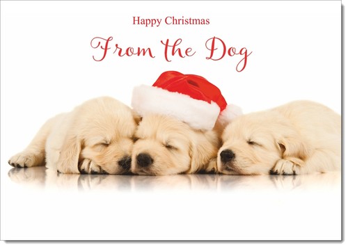 Doodlecards from the - doodlecards, dog