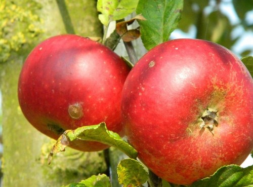 Malus discovery dessert apple - malus,