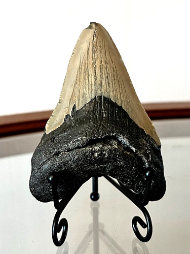 Tooth from carcharodon - tooth,