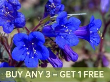 CALIFORNIA BLUEBELL 2500 SEEDS