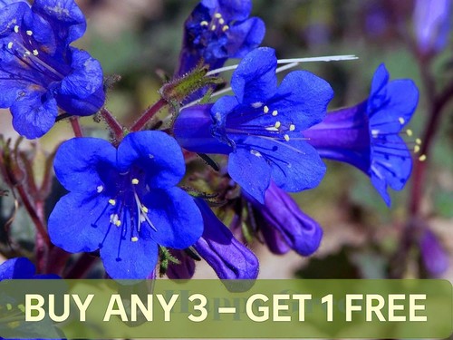 California bluebell 2500 seeds - bluebell,
