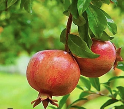 Baby pomegranate plant 15 - baby, 10-15
