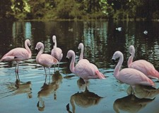 Animals Postcard -Birds