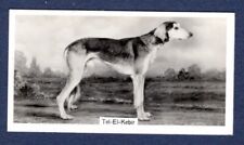 SALUKI, Tel-El-Kabir - Original 1938 Photo Cigarette Card