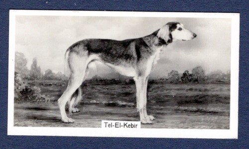 Saluki tel kabir - saluki,,