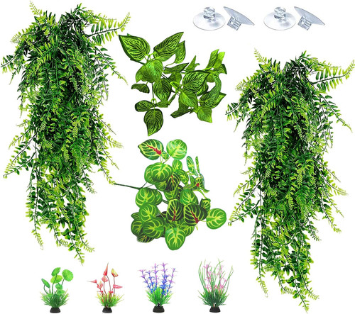 Reptile plants for - reptile, terrarium